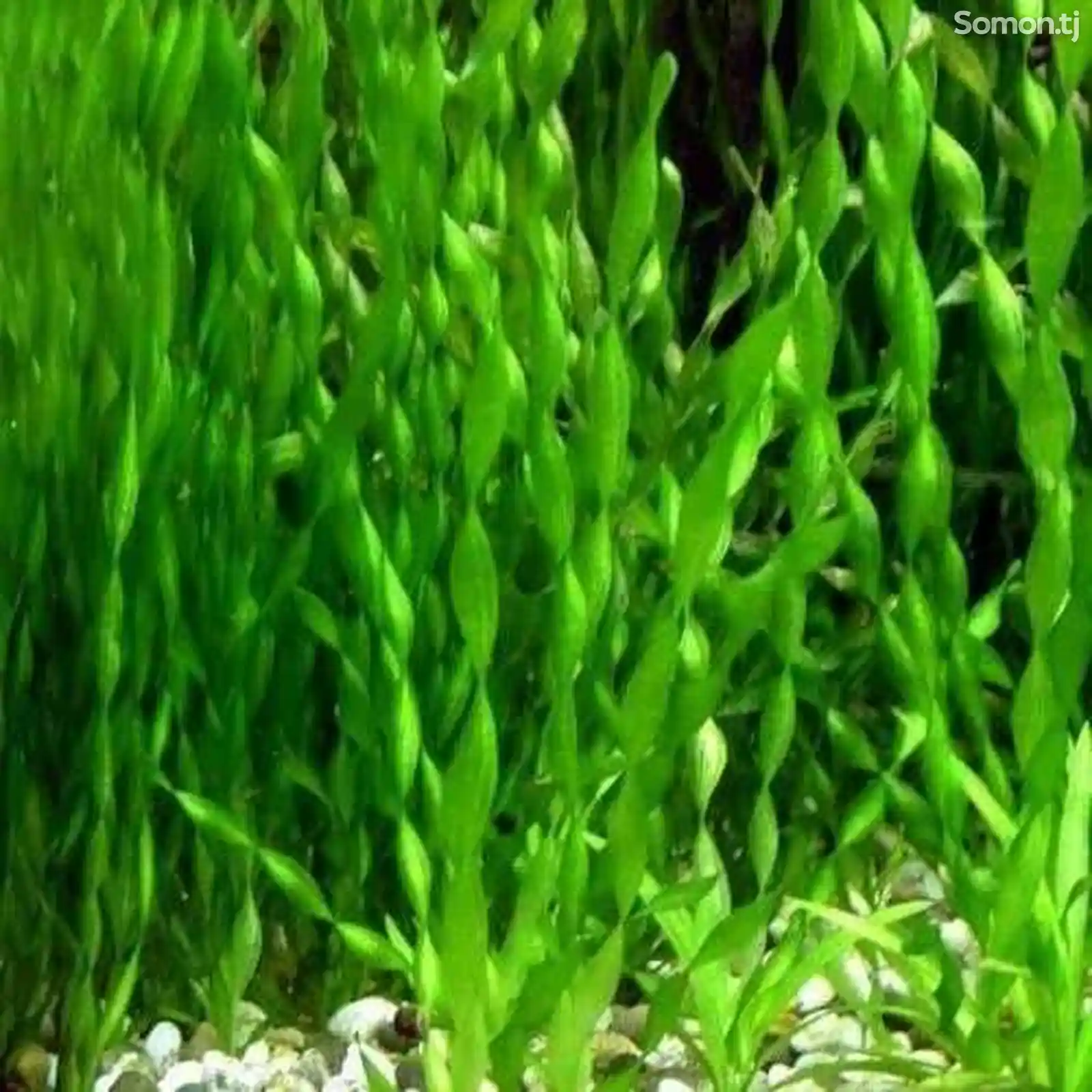 Растение аквариумное Валлиснерия спиральная-1