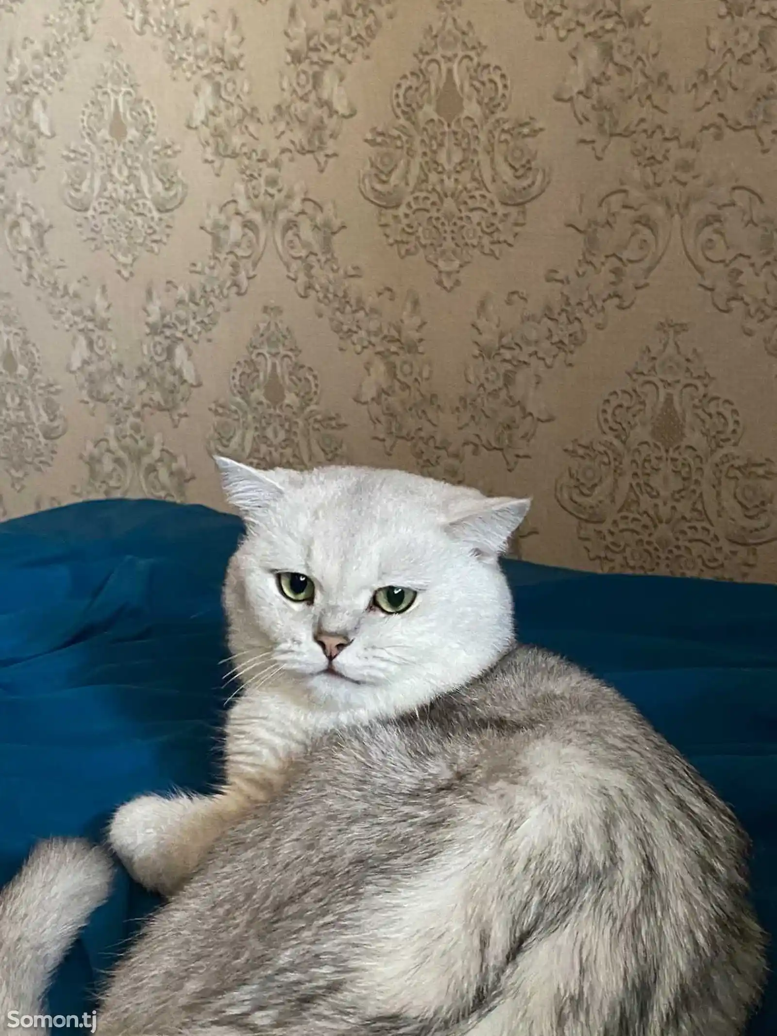 Кот на вязку-2