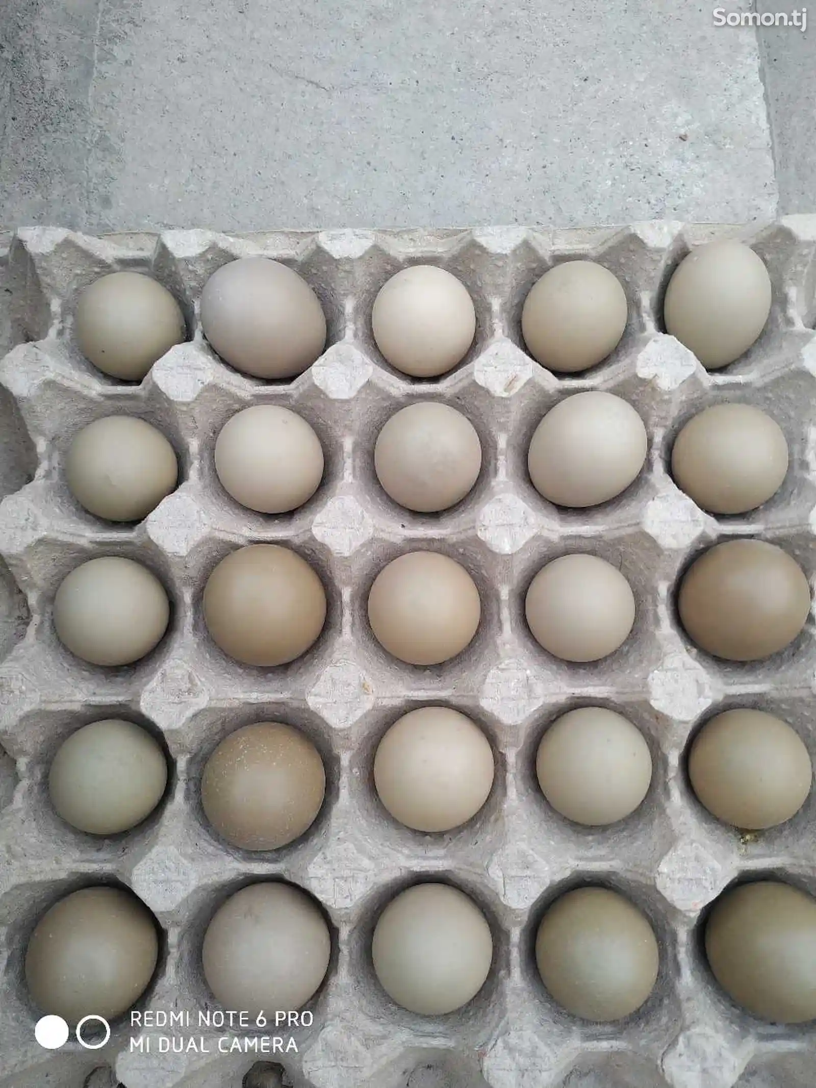 Яйца Румынского фазана-1