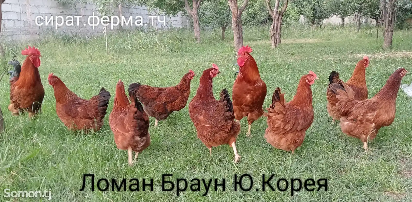 Чучахои ломан браун-1