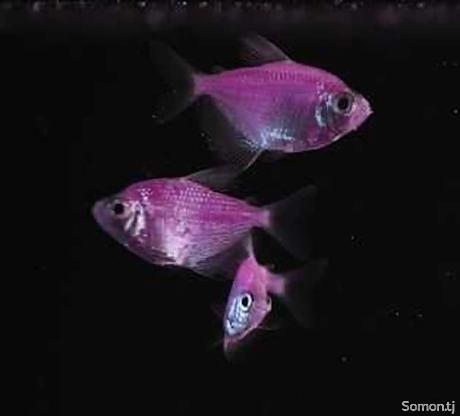 Тернеция GloFish-1