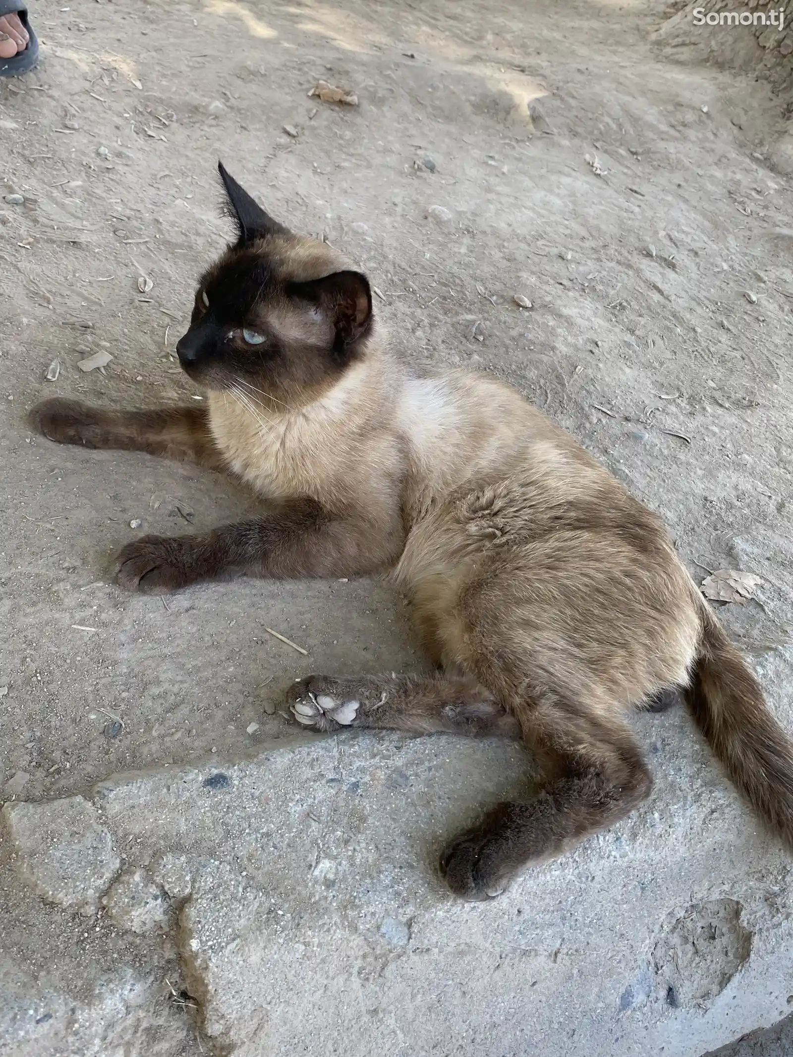 Сиамская кошка-2