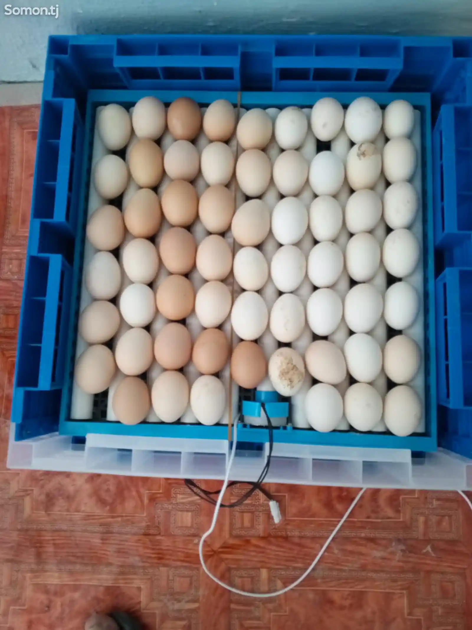Яйца для инкубации-7