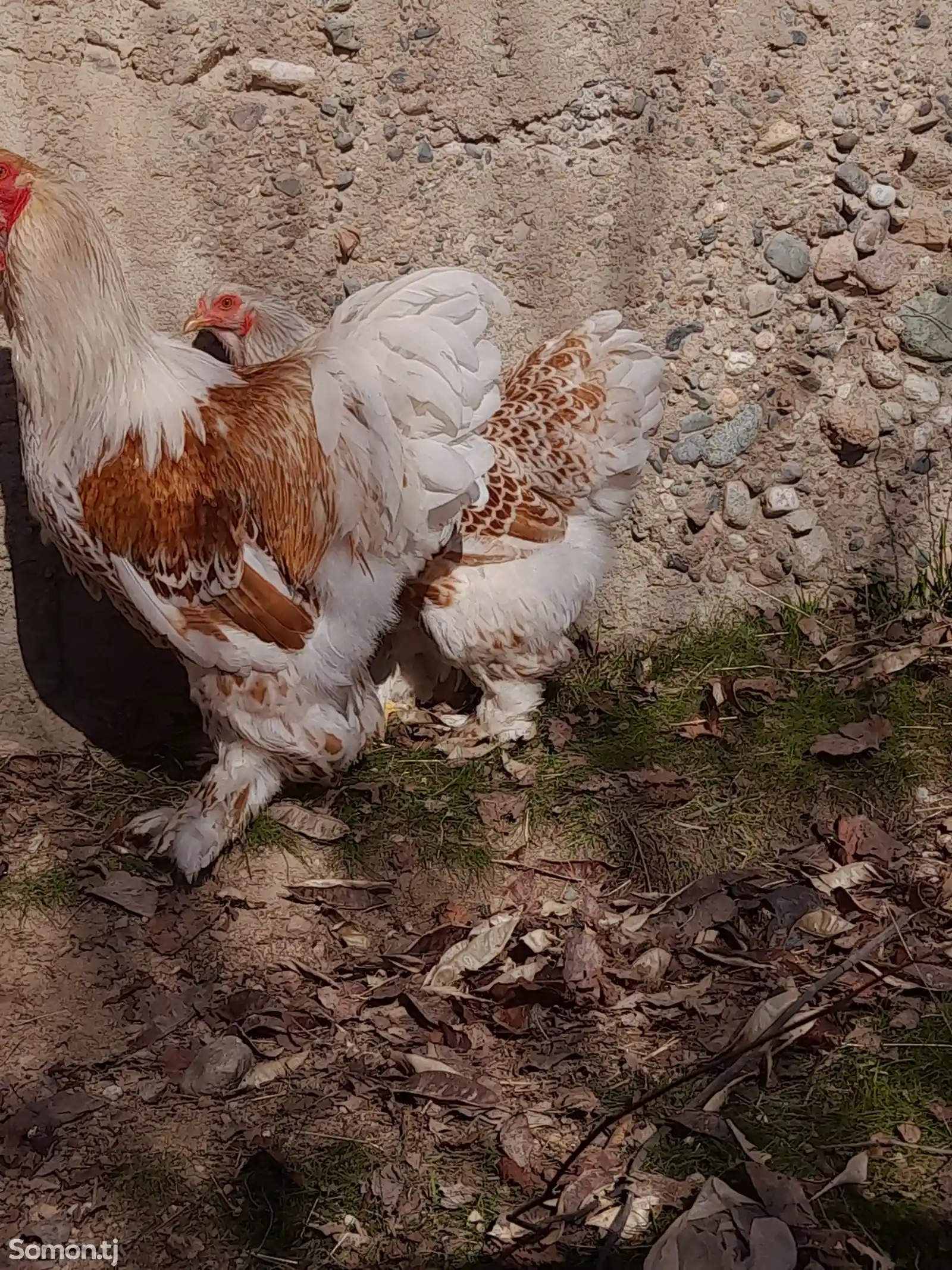 Цыплята породы белое золото-6