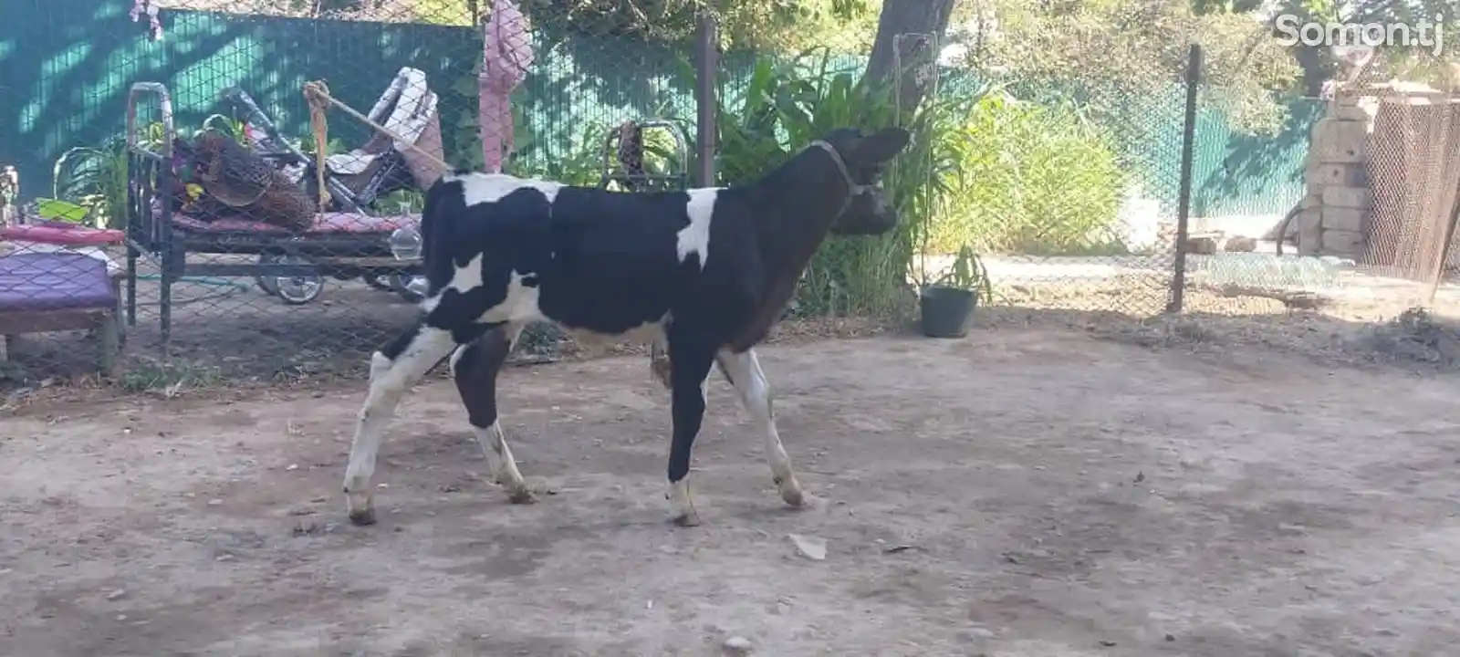 Корова-4