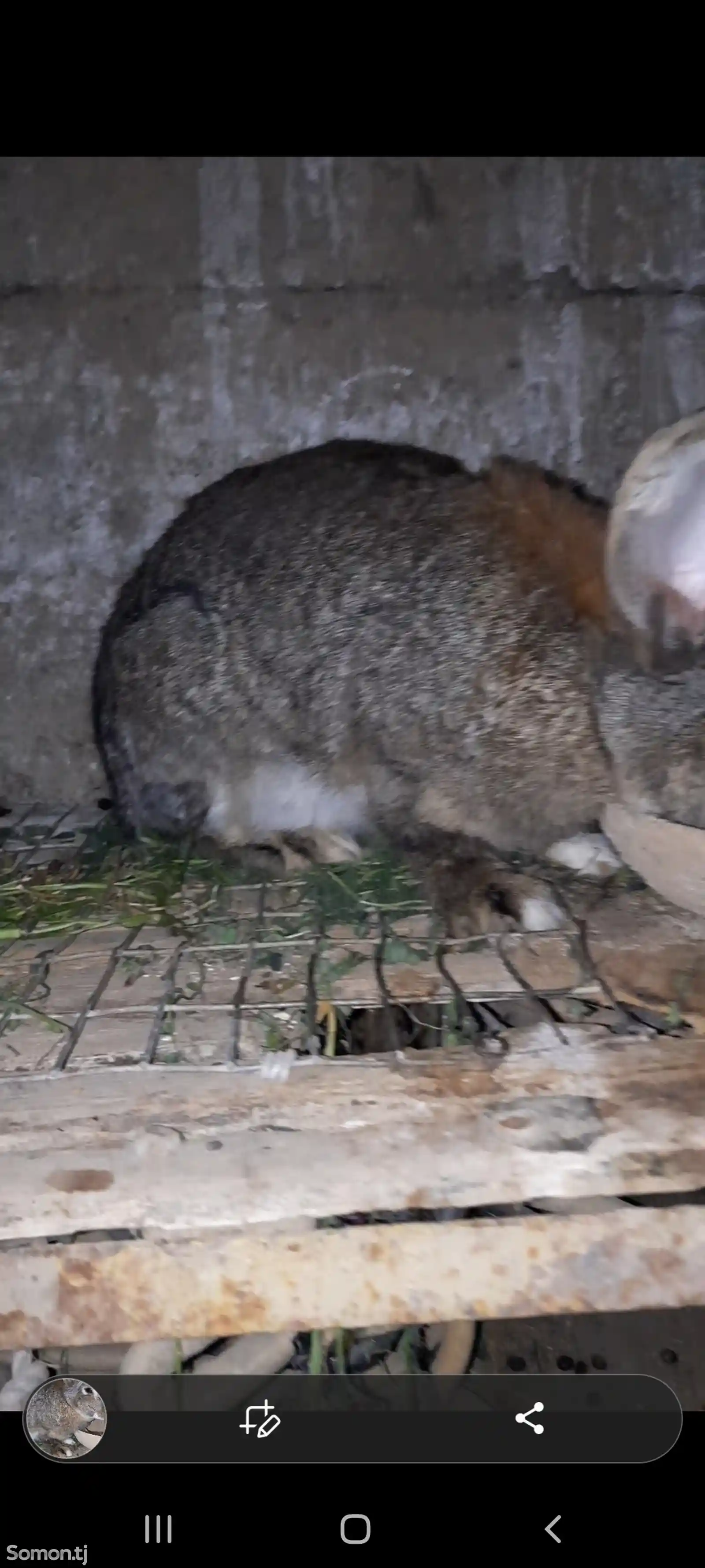 Кролик Гибрид-4