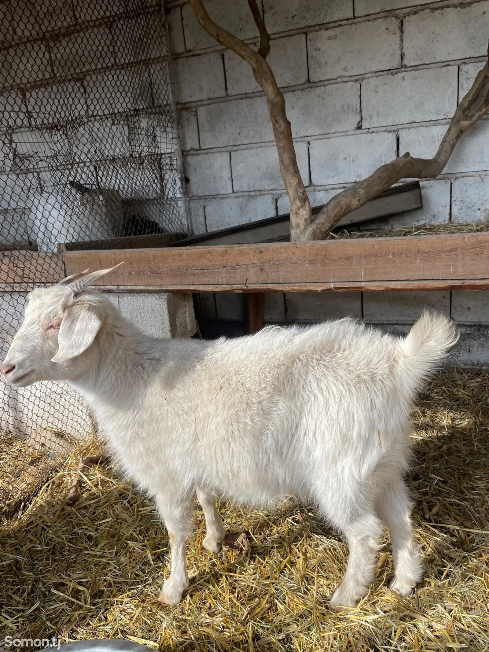 Альпийский буз-1