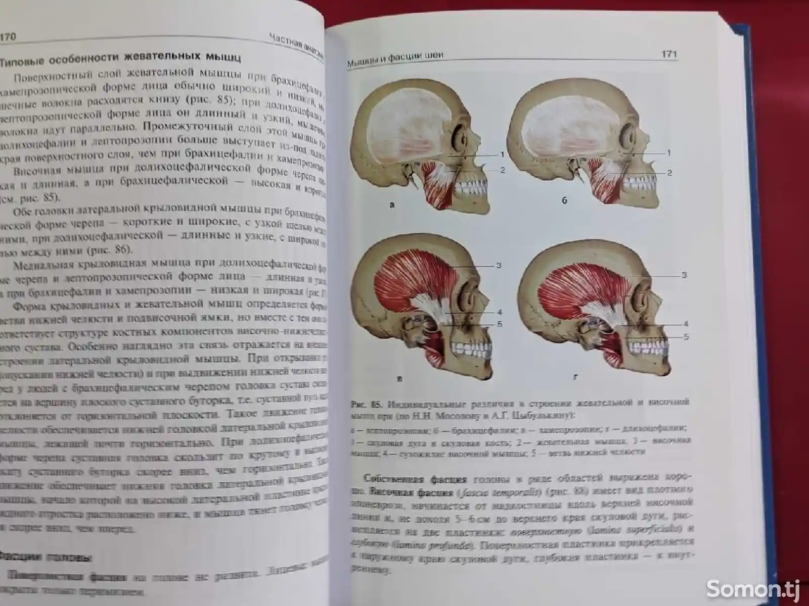 Книга-Анатомия человека 2-4