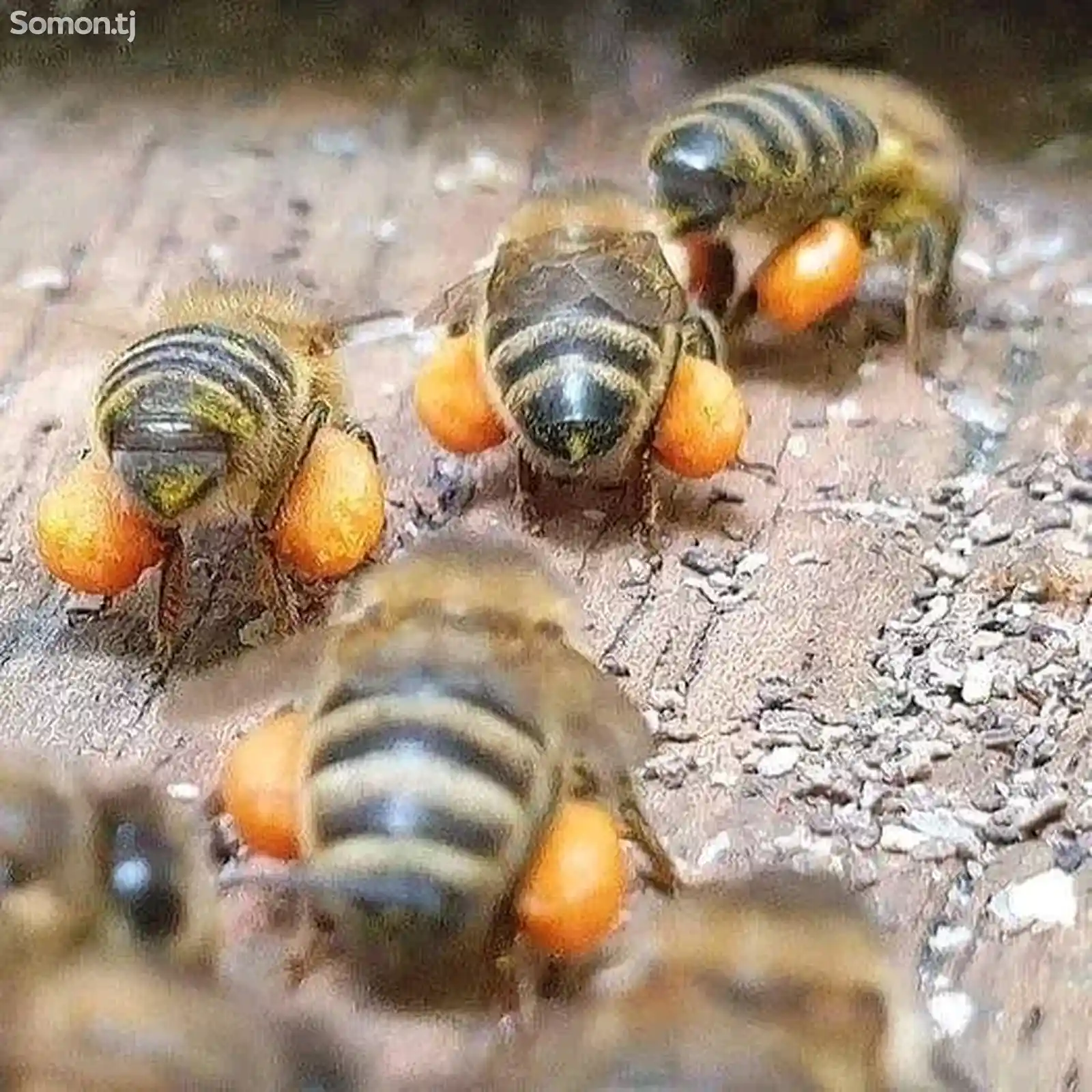 Пчелы/Занбури асал-2