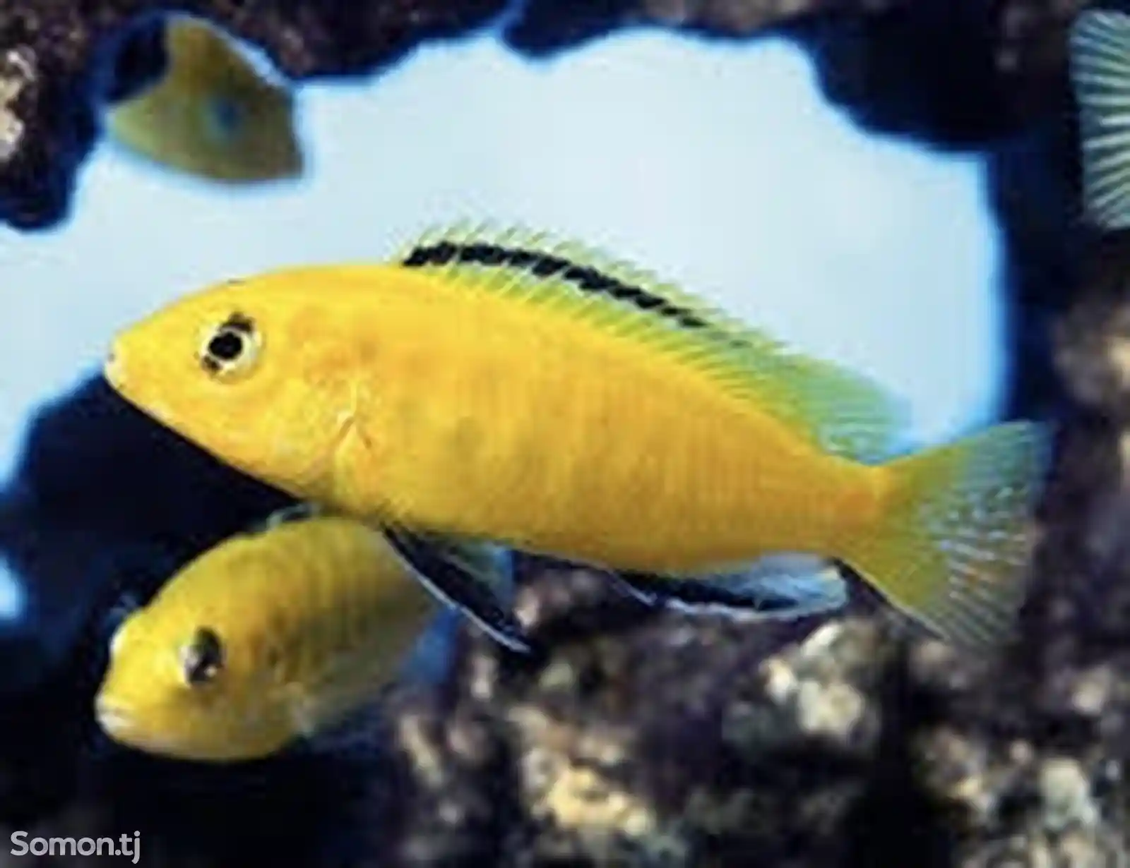 Labidochromis caeruleus var. Yellow-2