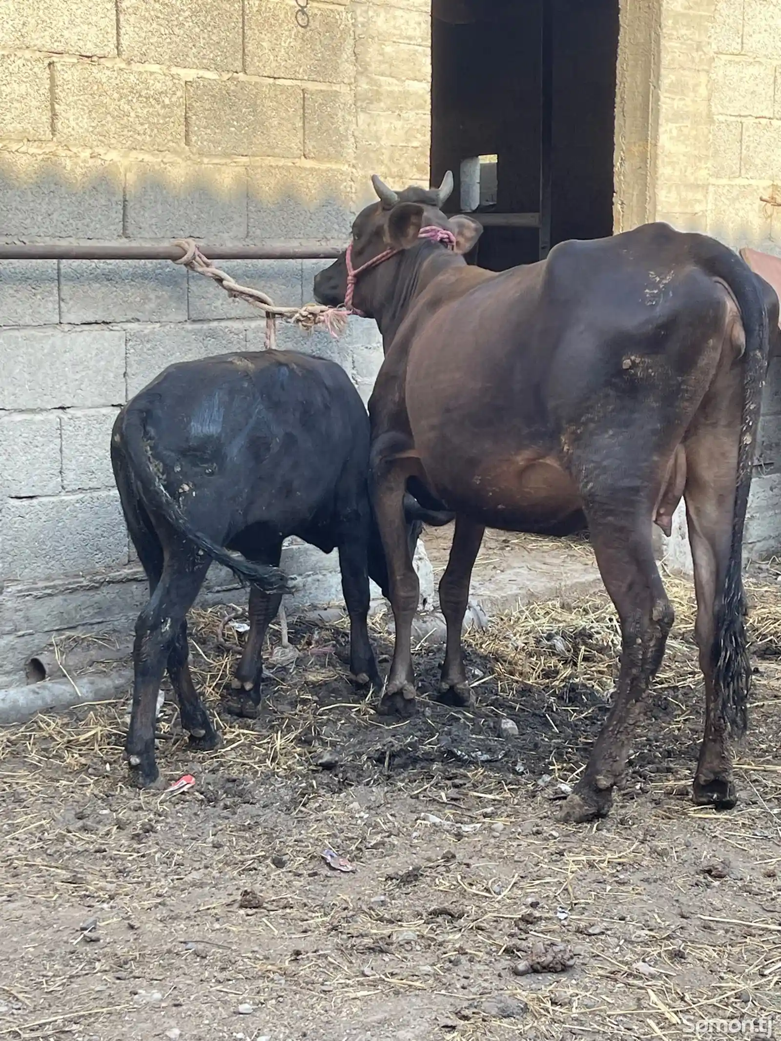 Корова с теленком-1