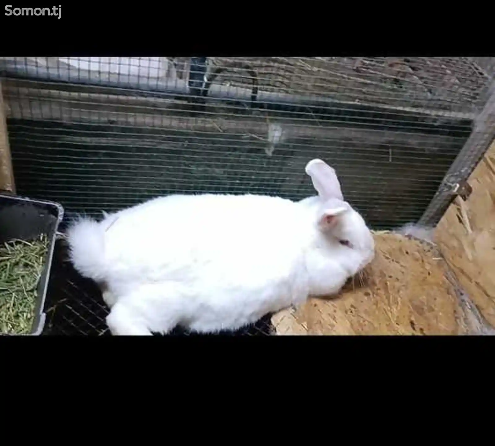 Новозеландский белый кролик-3