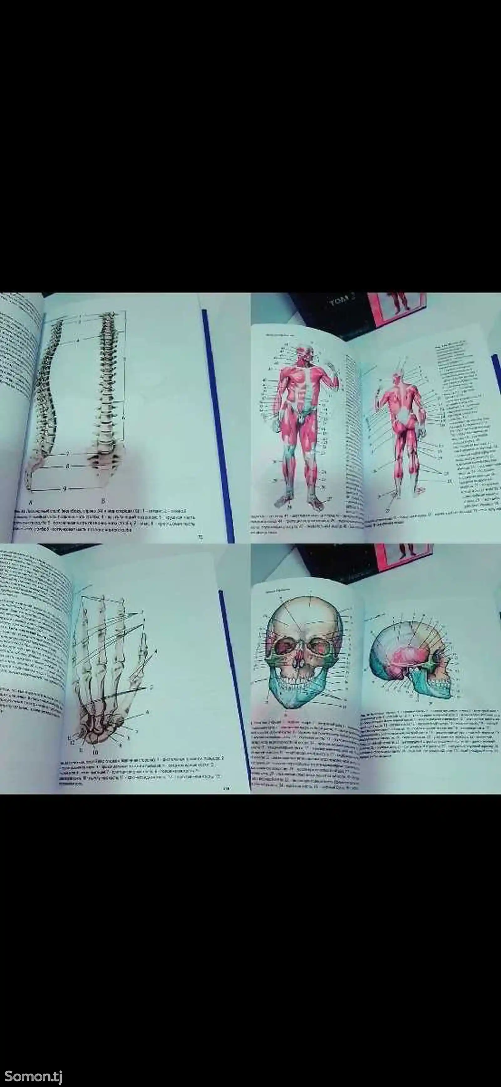 Анатомия М.Р Сапин-2