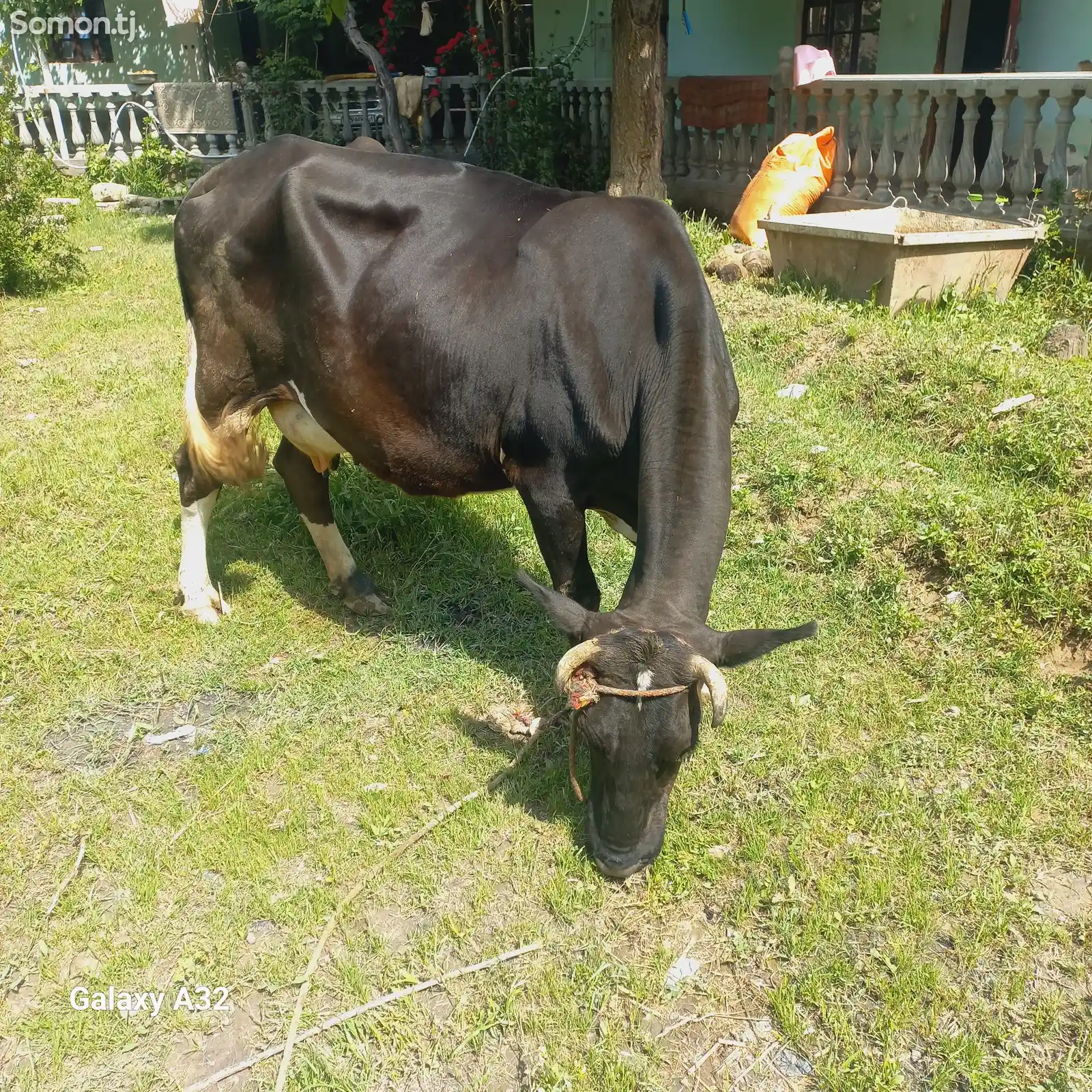 Корова-7