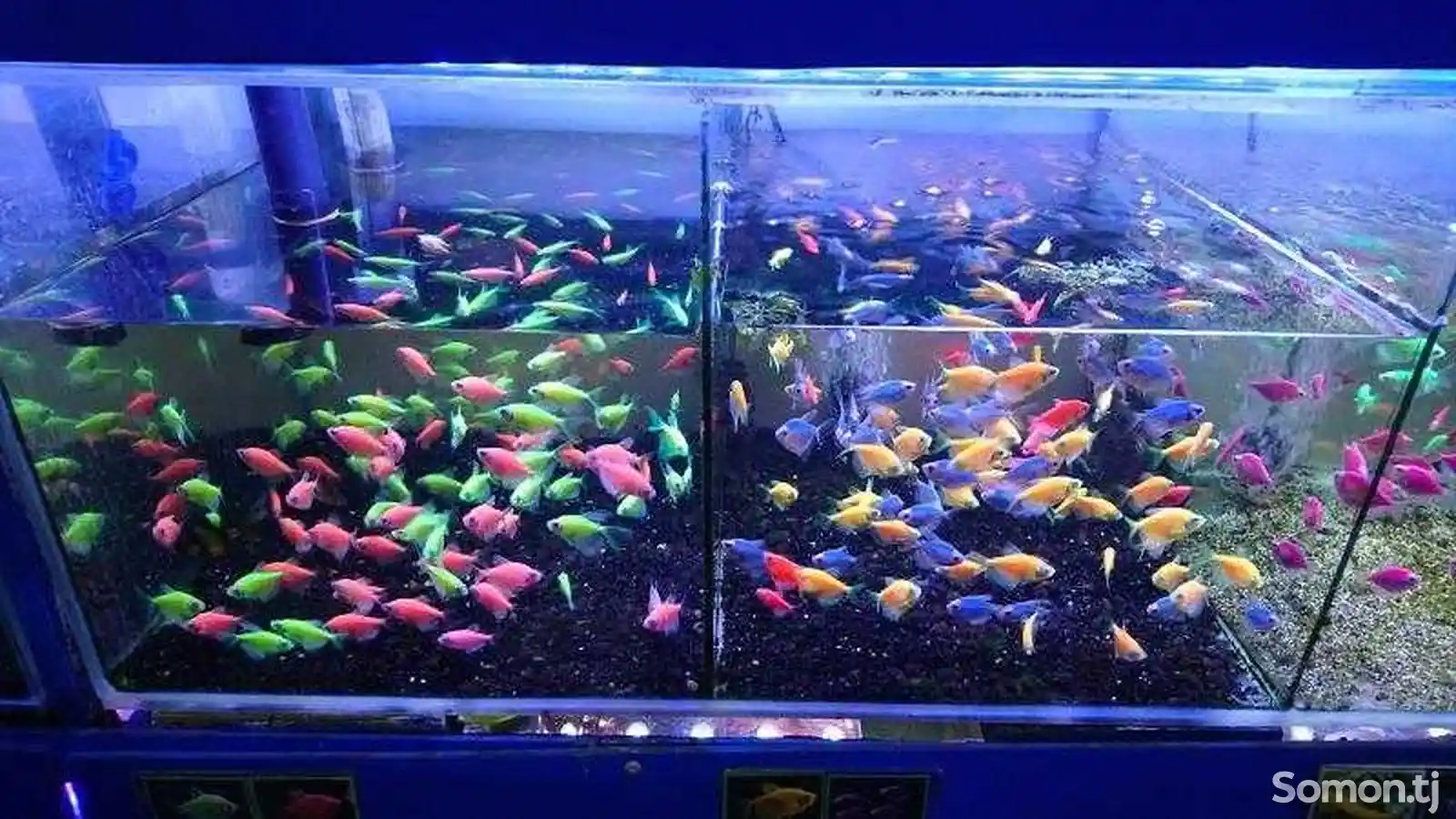 Тернеция GloFish-2