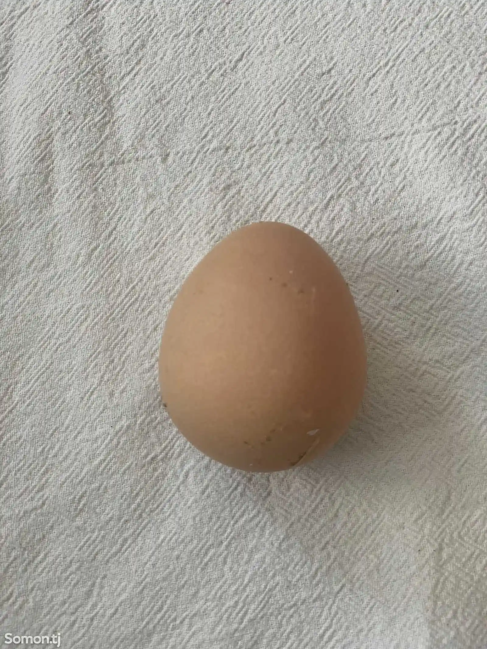 Инкубационные яйца цесарки-4