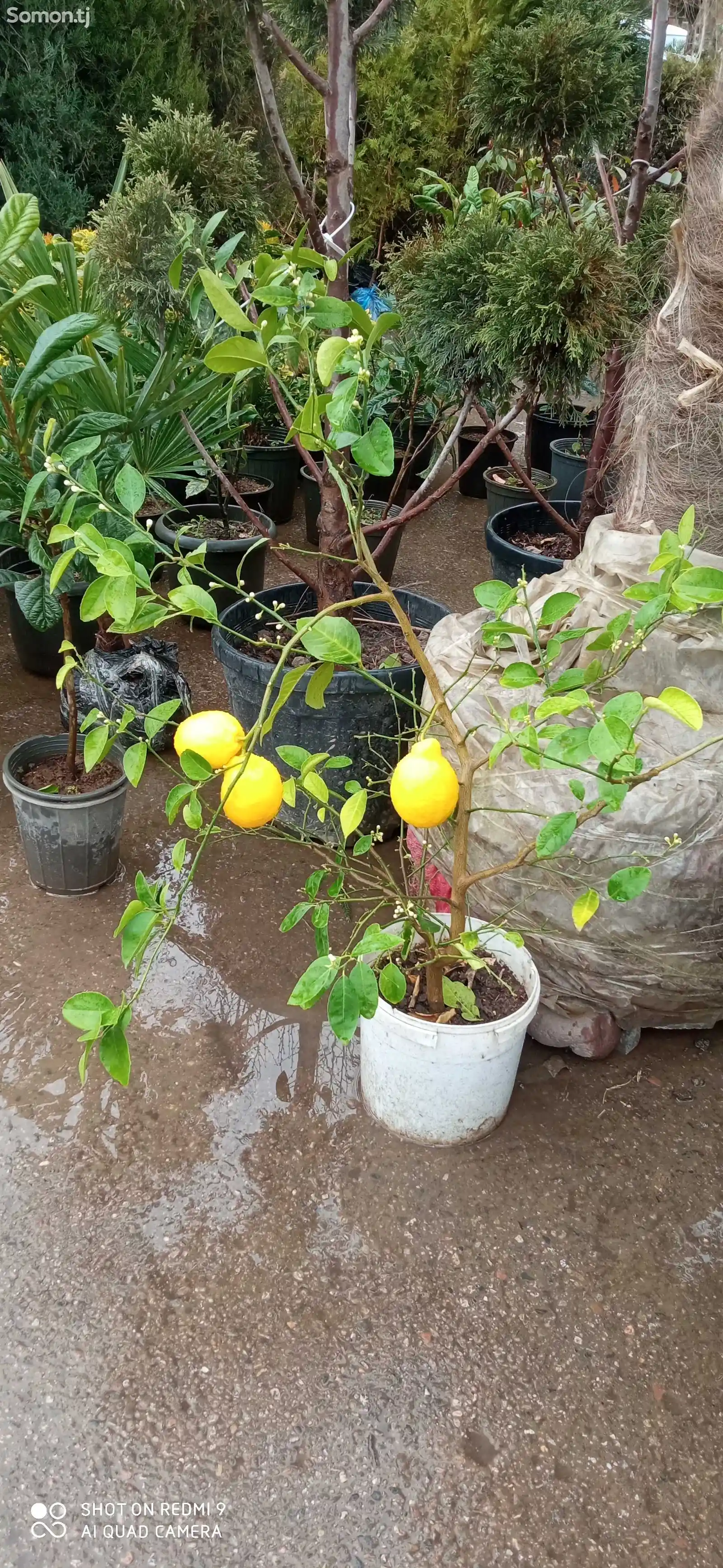 Дерево Лимона-2