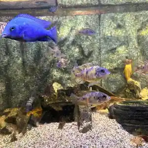 Рыбы Аулонокара мультиколор