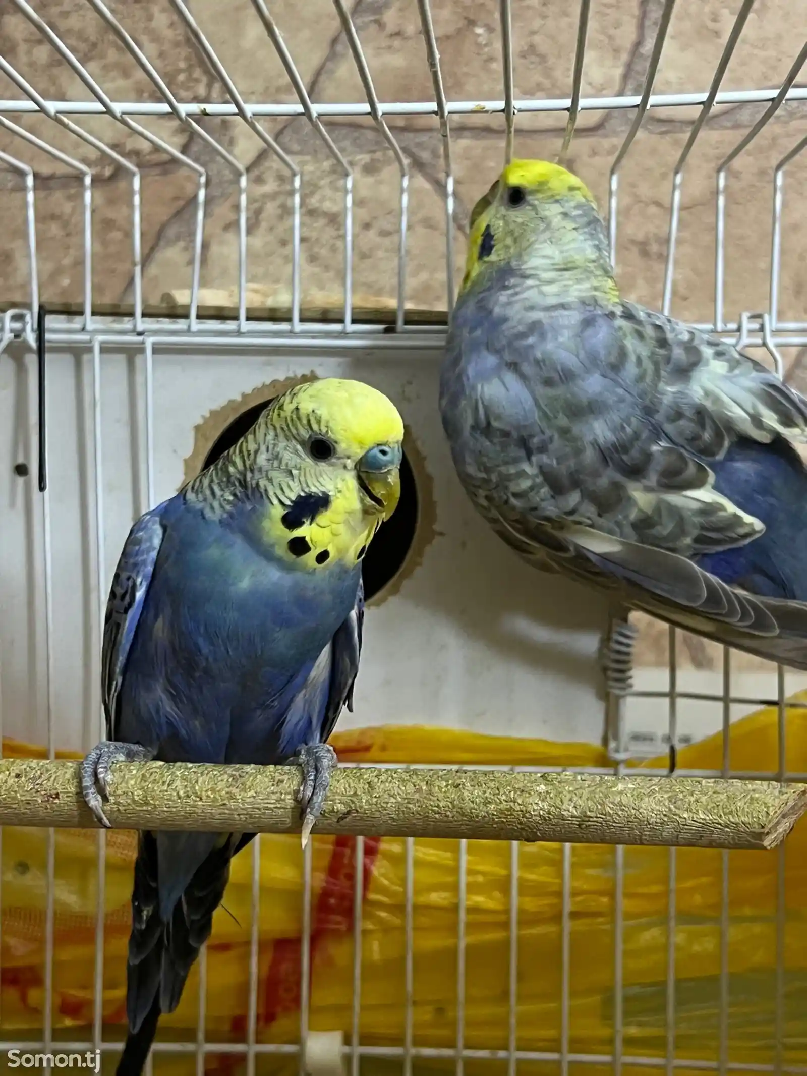 Радужные попугаи-2