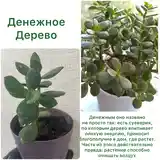 Денежное дерево-2