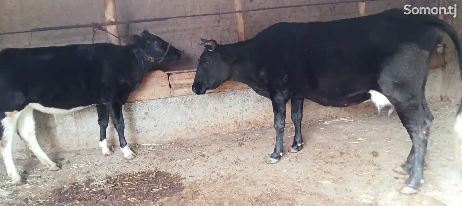 Корова с телятами-3