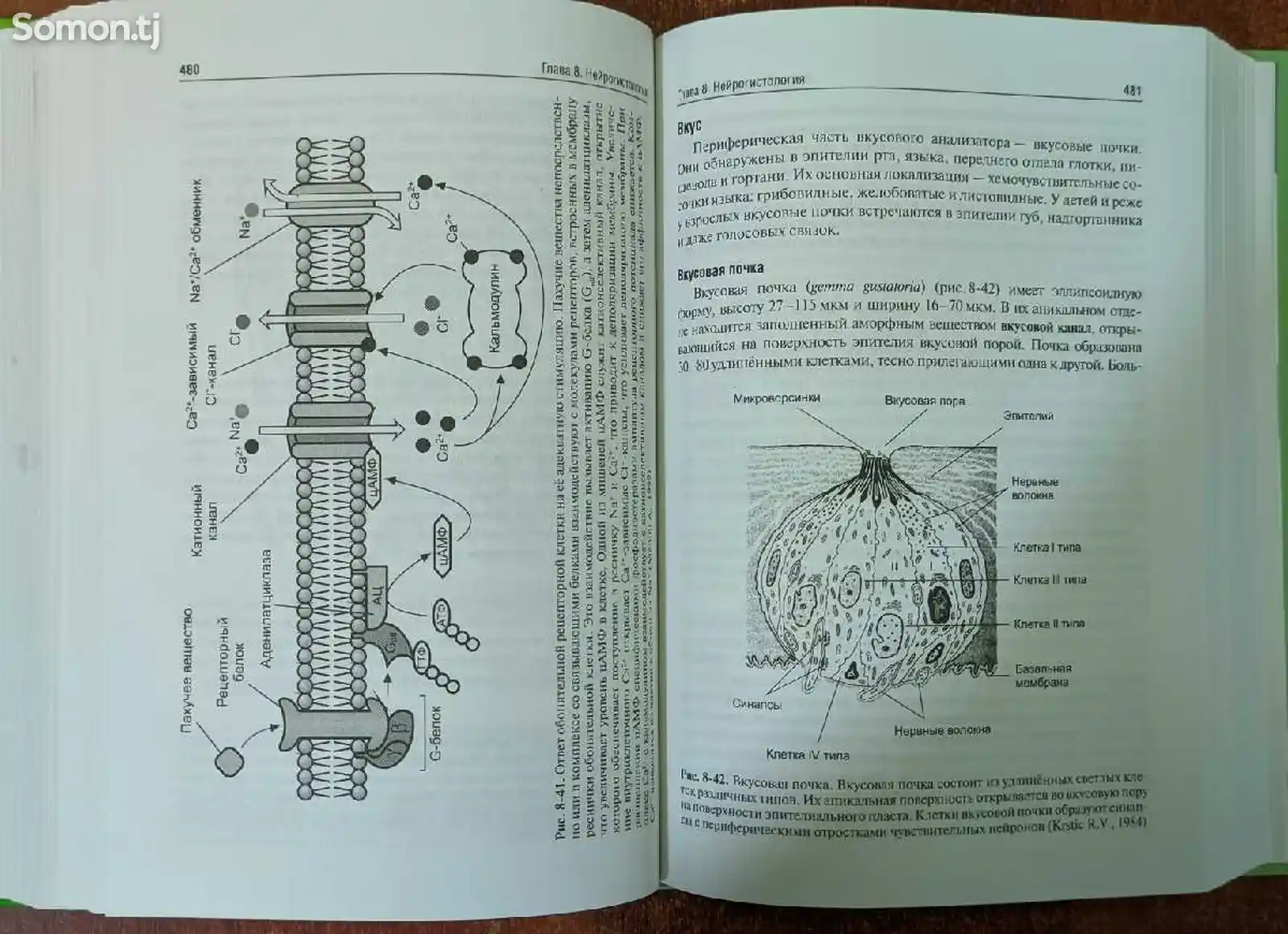 Учебник - Гистология, эмбриология, цитология-6