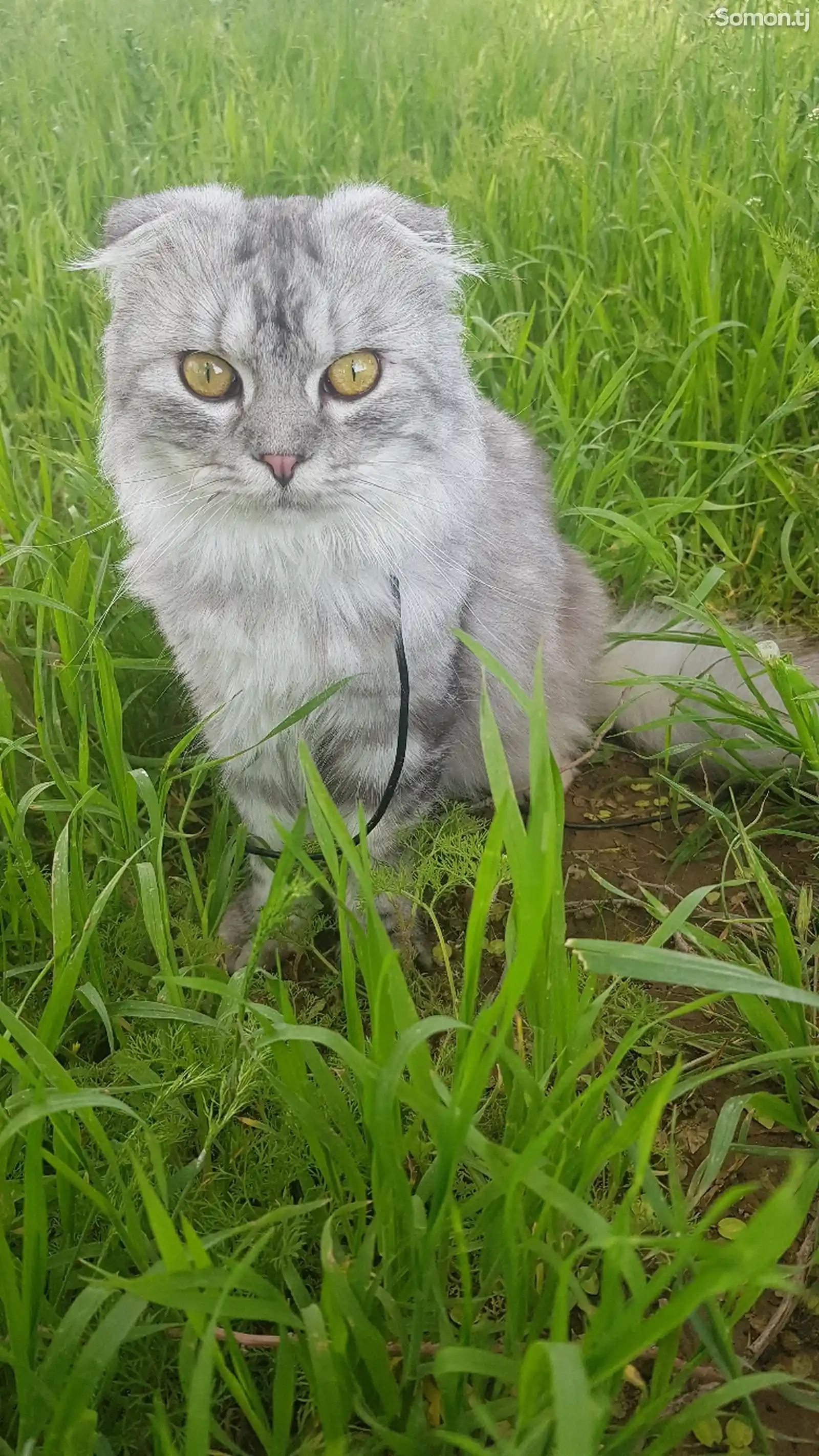 Сибирский кот-3