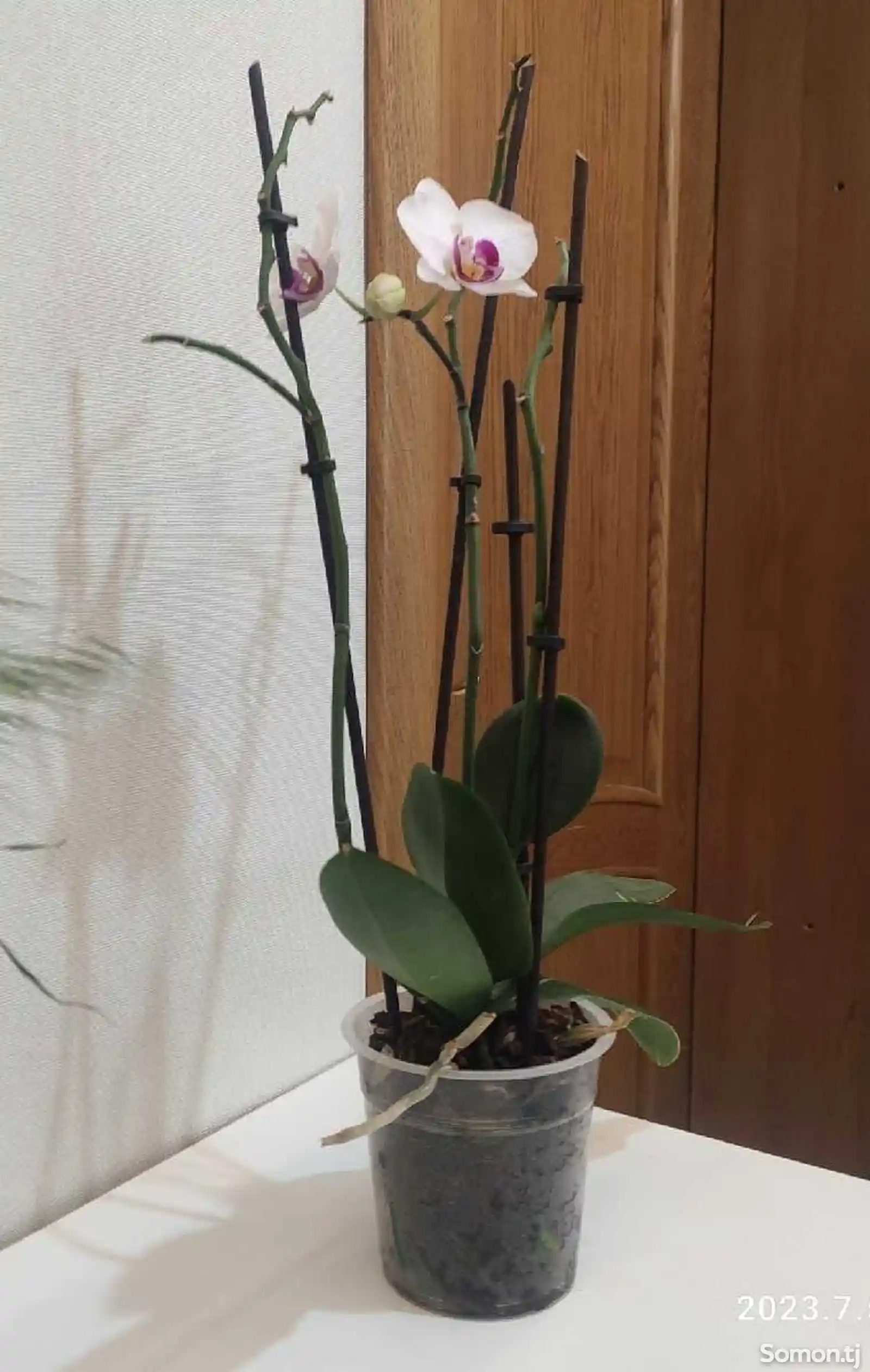 Орхидея-3