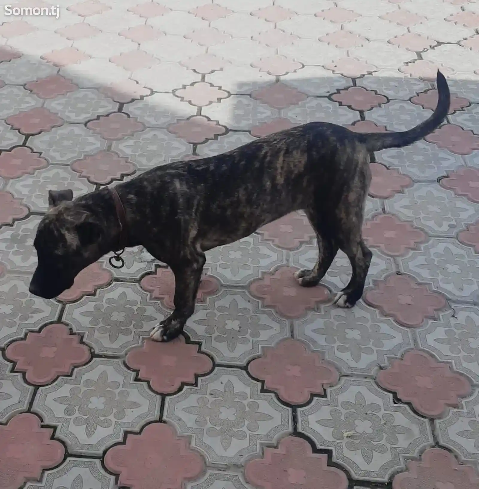Канарская собака-2