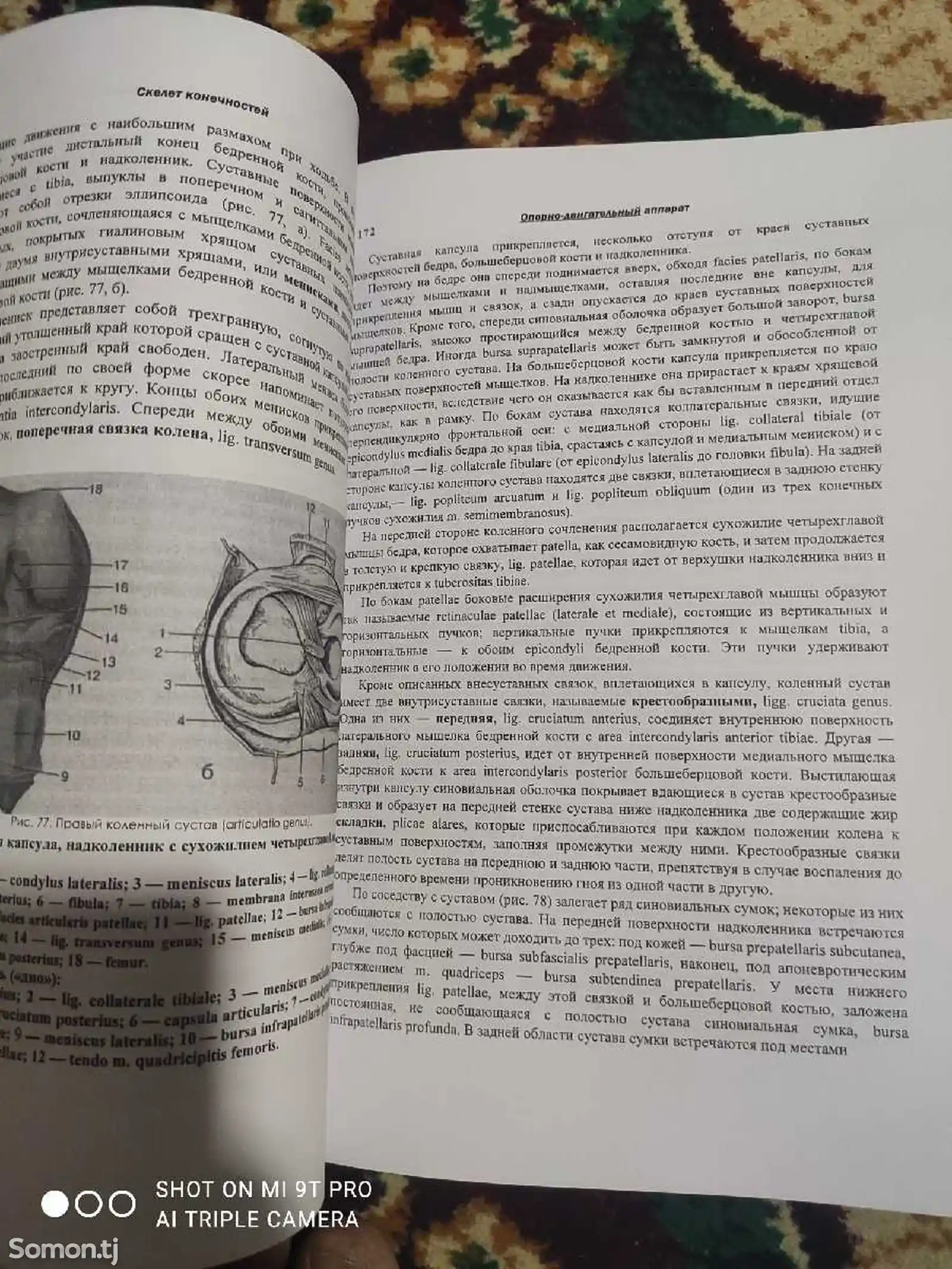 Книга Анатомия человека-2