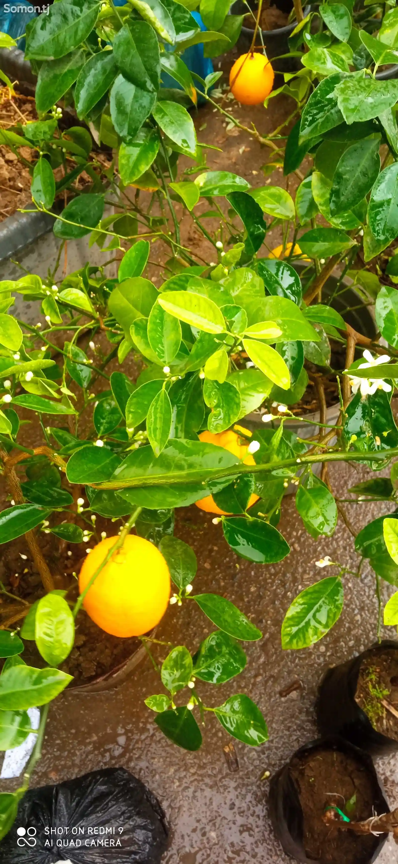 Апельсиновое дерево-2