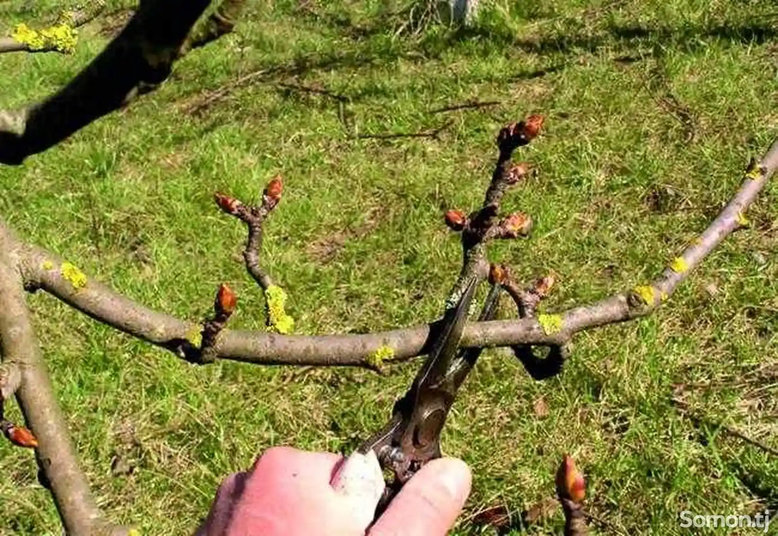 Стрижка деревьев Абрикоса-2