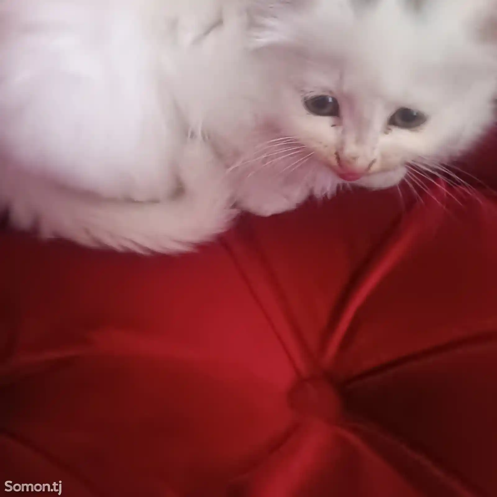Персидский котенок-3