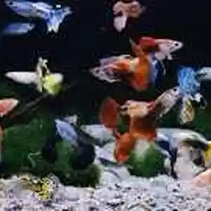 Рыбки Гуппишки