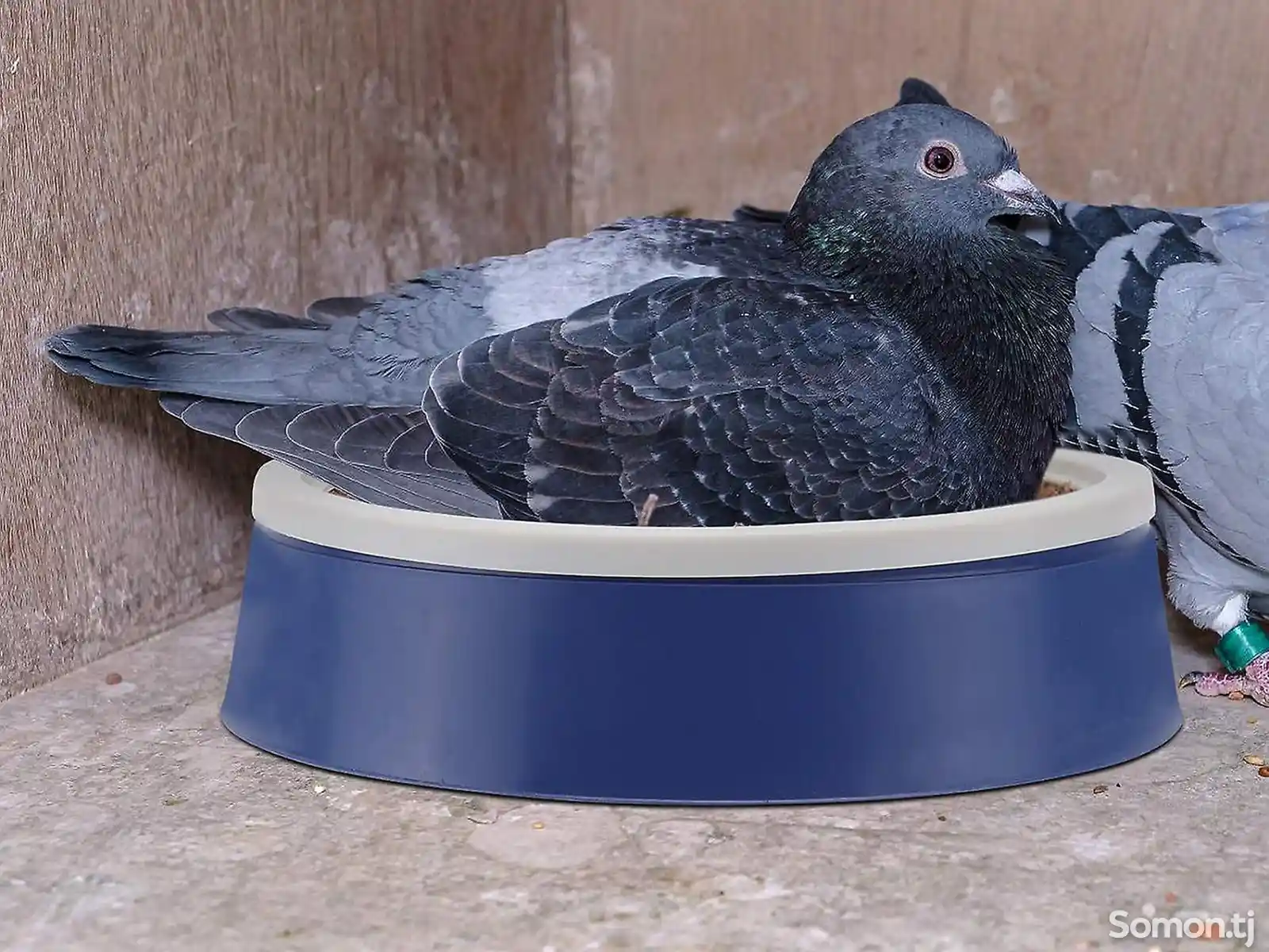 Пластиковое гнездо для голубей-3
