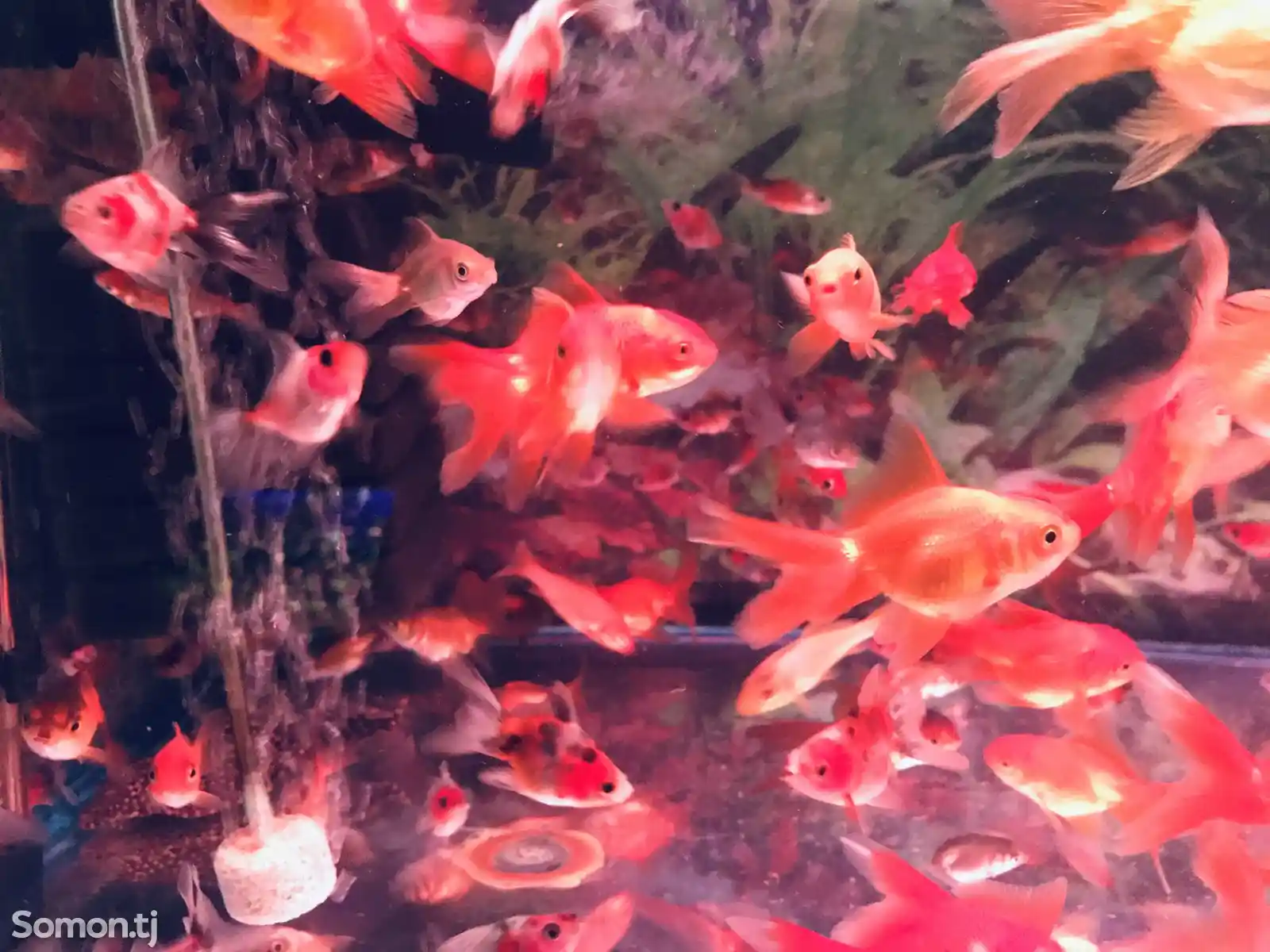 Рыбы Red Oranda Goldfish-3