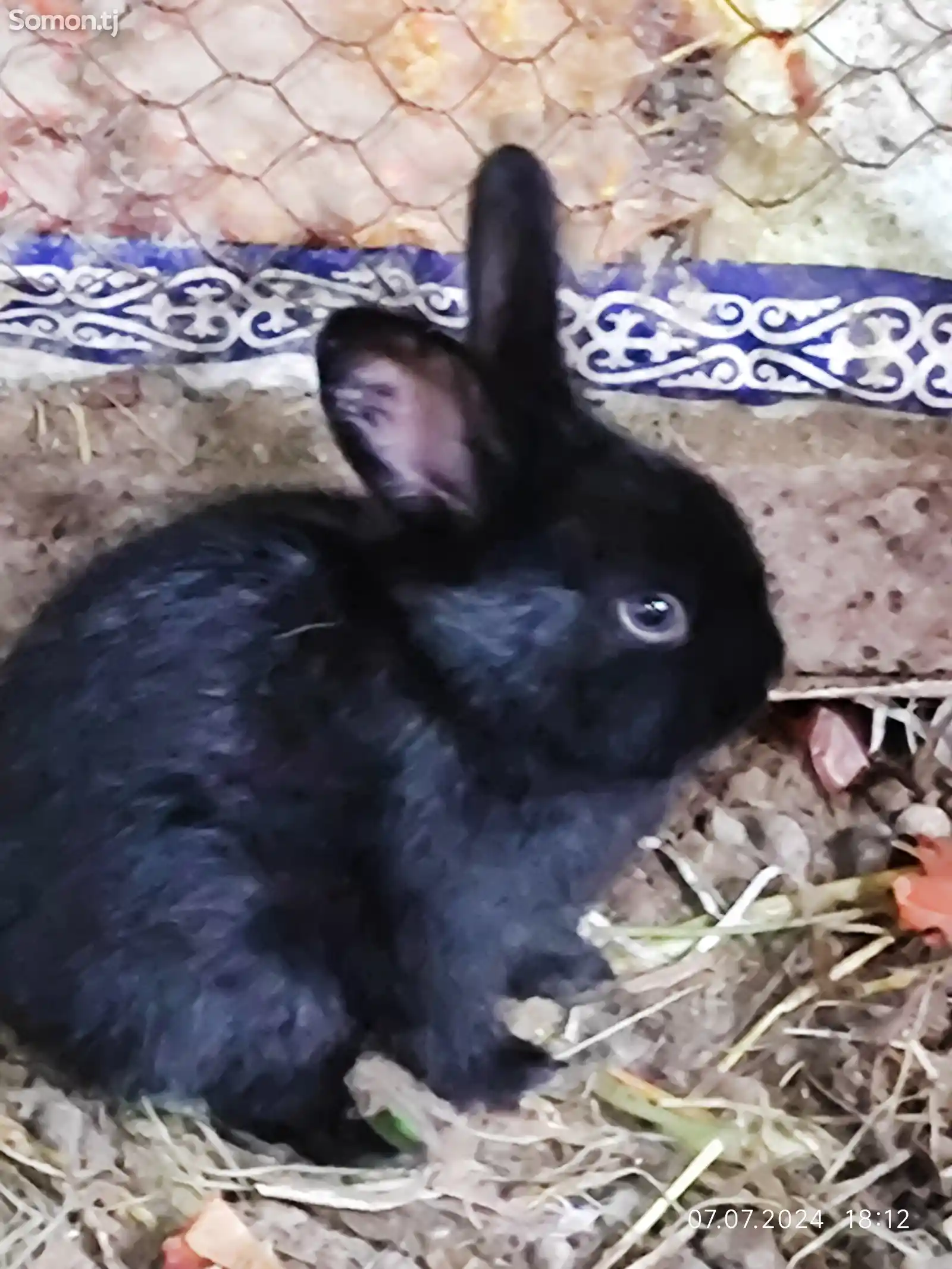 Кролики маленькие-2