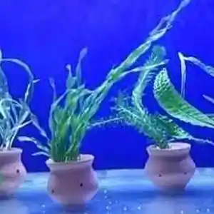 Живые растения