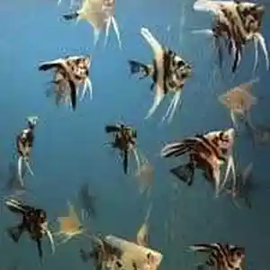 Рыбки Pterophyllum scalare