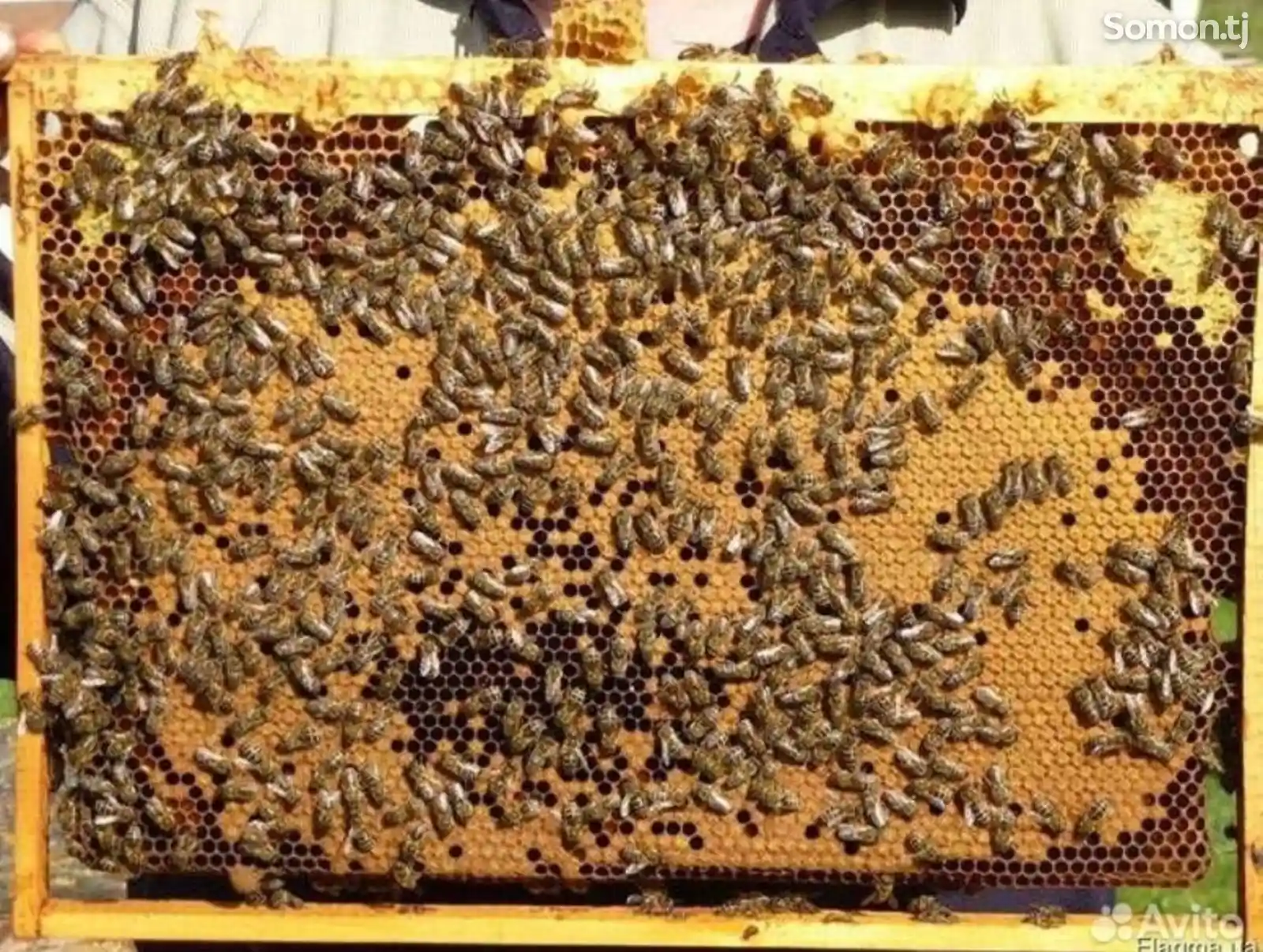 Отводка медовых пчел-1