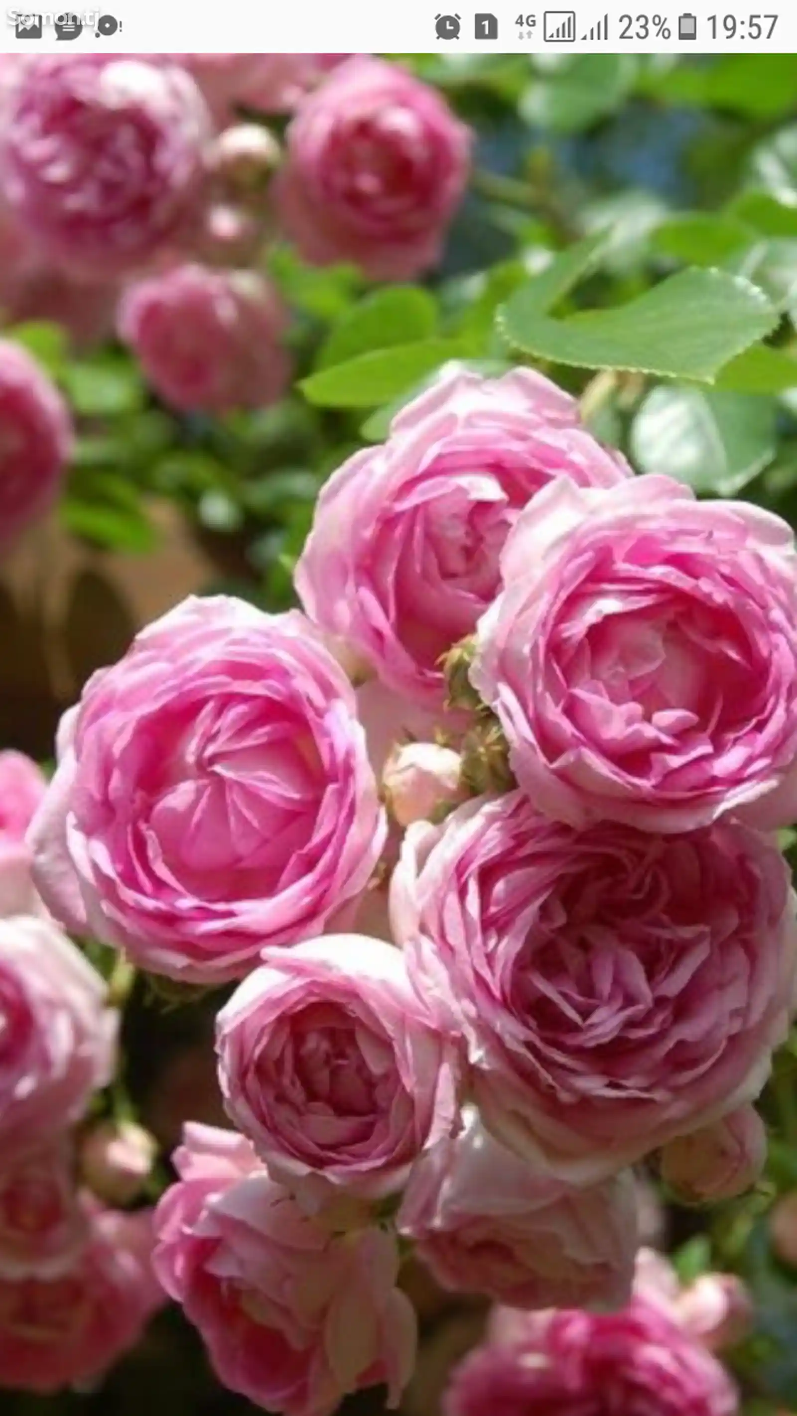 Роза жасмина плетистая-1