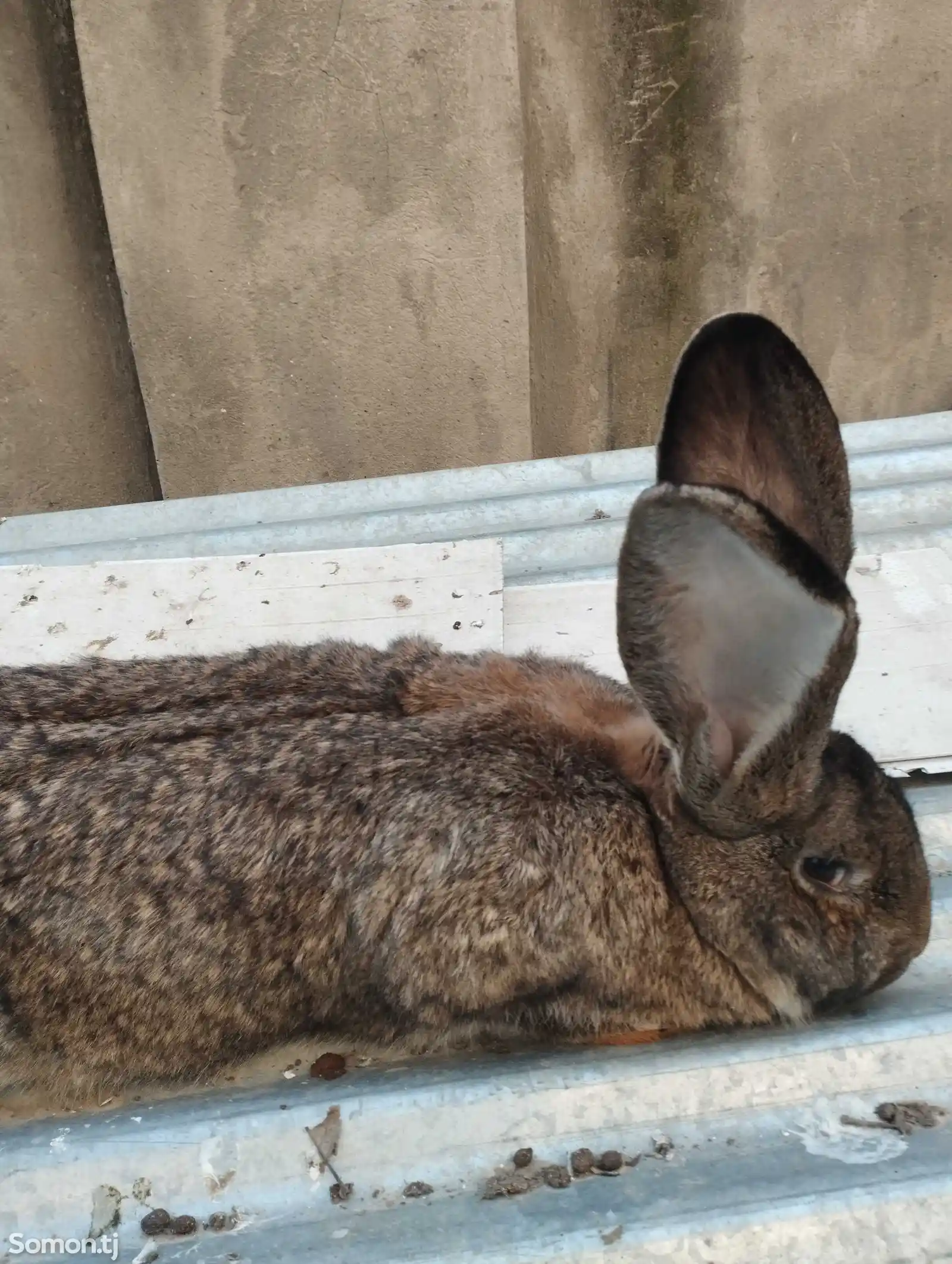 Кролик бельгийский фландр-1