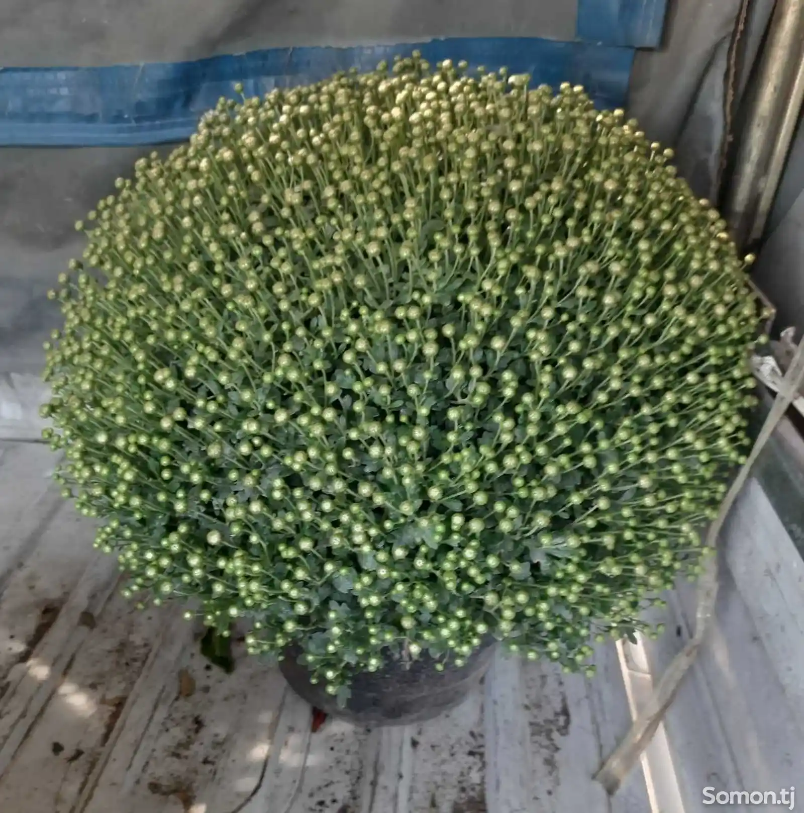 Голандские хризантемы глобус-1