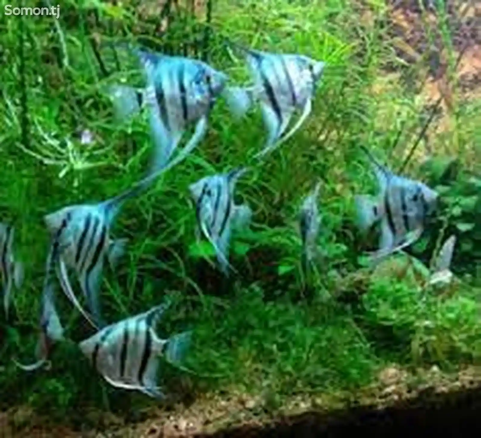 Рыбки Pterophyllum scalare-1