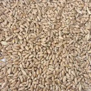 Гандум / пшеница