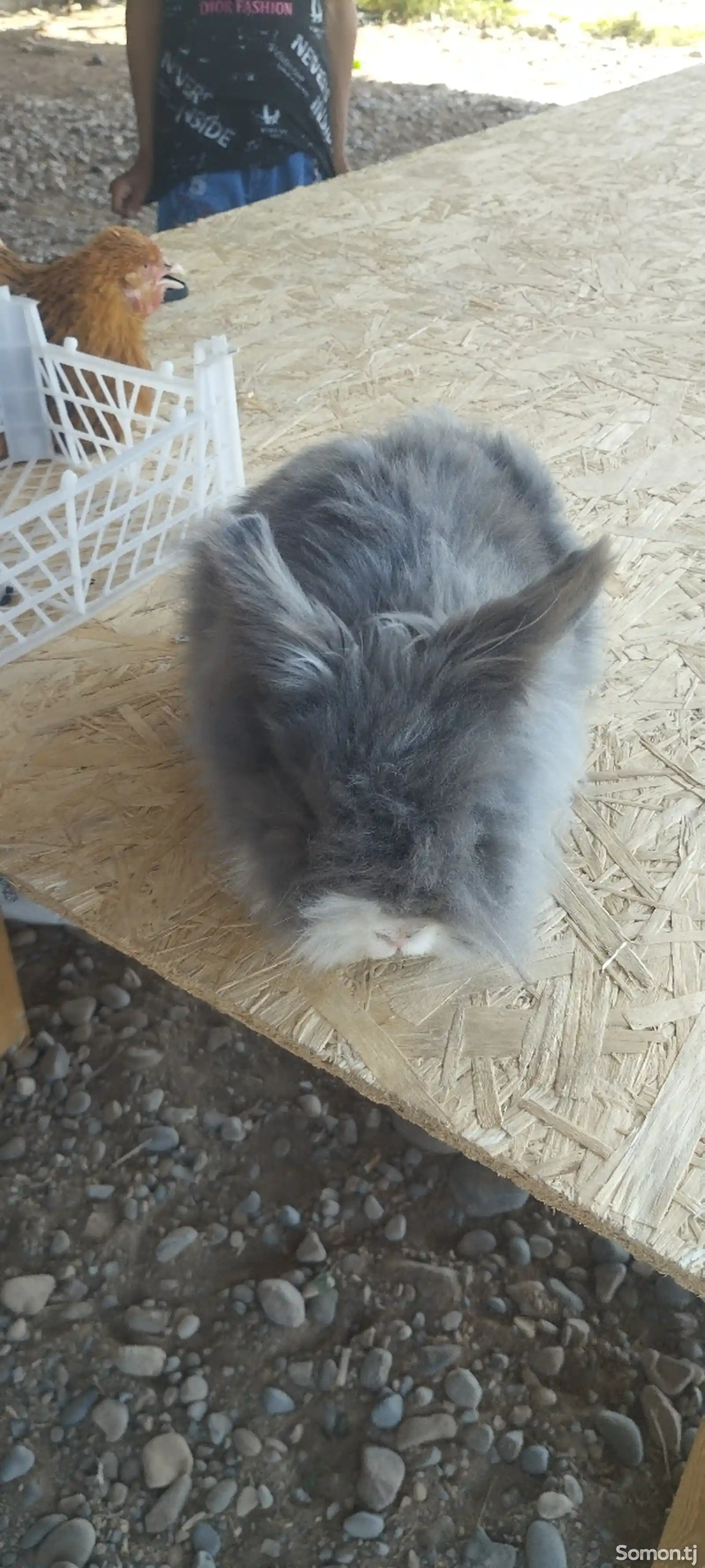 Кролик породы карлик-2