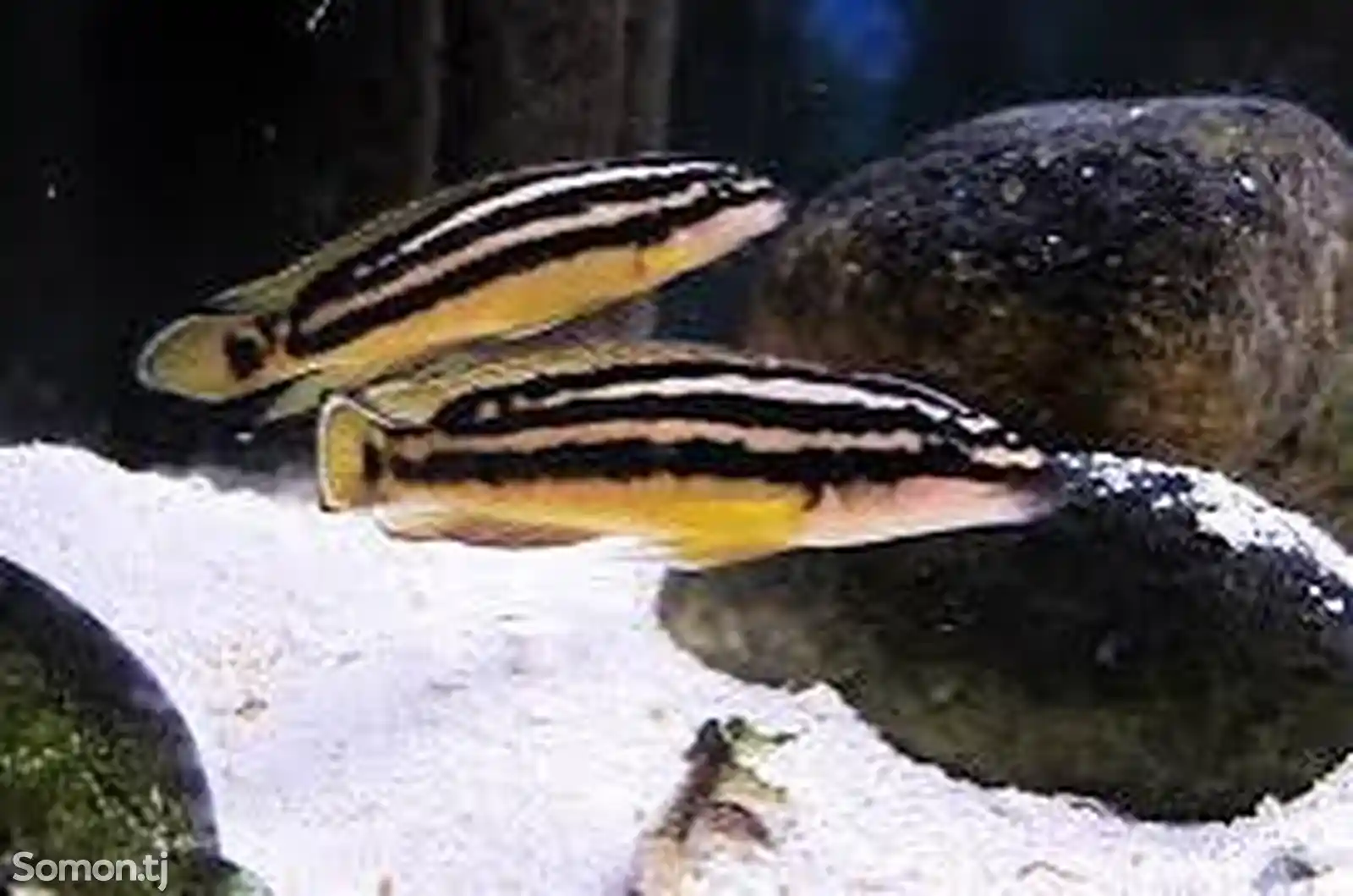 Julidochromis Оrnatus-3