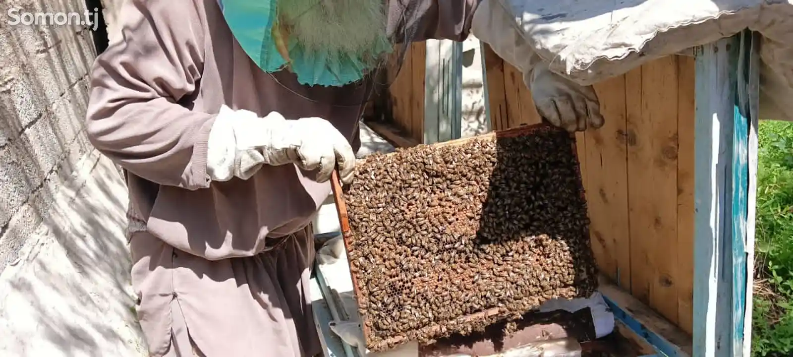 Отводы пчелы-3