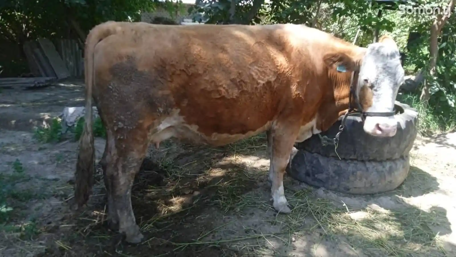 Корова сементал-4