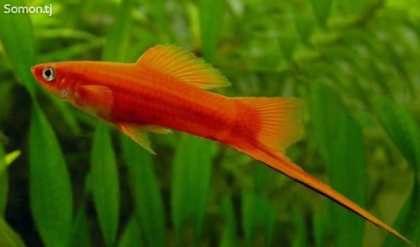 Рыбка Меченосец-1
